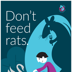 Don't feed rats