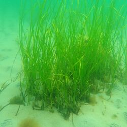 Unterwasseraufnahme von einer mit Seegras bewachsenen Stelle am sandigen Meeresgrund.