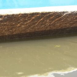 Bremen-Hasenbüren, Schwertzugvogel Hanseatenstern 2016, Dichter Biofilm vor der Reinigung