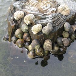Strandschnecken an einem Pfahl im Wasser