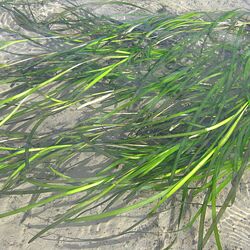 langes grasähnliches Gras unter Wasser