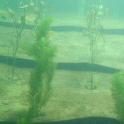 Unterwasseraufnahme, trübes Wasser, im sandigen Grund wachsen Wasserpflanzen