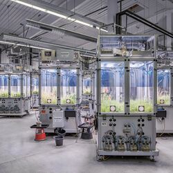 Pflanzen in Behältern in einer Halle