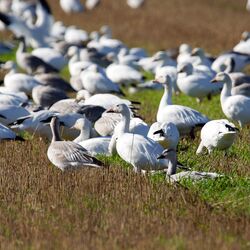 Eine Gruppe von Schneegänsen im Feld