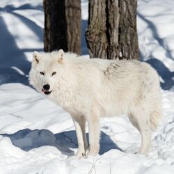 Polarwolf im Schnee
