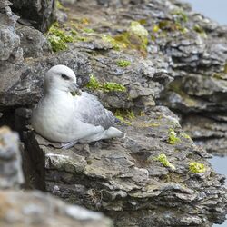Eissturmvogel auf einem Felsen