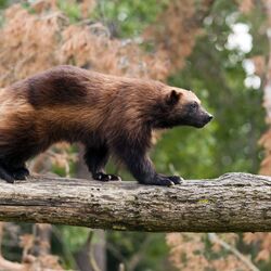Vielfraß auf einem Baumstamm