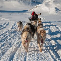 Schlittenhunde in Tasiilaq, Grönland