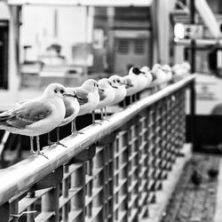 12 Möwen sitzen in einer Reihe nebeneinander auf dem Geländer einer Brücke