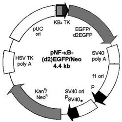 Schamtische Darstellung: Vektorkarte der rekombinanten humanen Zelllinie HEK-pNF-κB-d2EGFP/Neo