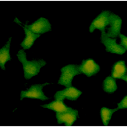 Fluoreszierende, rekombinante HEK-Zellen nach Aktivierung heben sich grün vom schwarzen Hintergrund ab.
