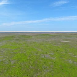 Grünalgenbewachsene Wattfläche auf Langeoog