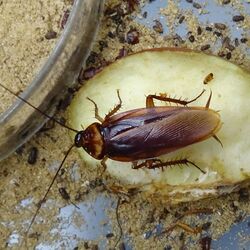 eine Amerikanische Schabe sitzt auf einem Stück Apfel