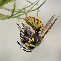 Deutsche Wespe mit erbeuteter Fliege