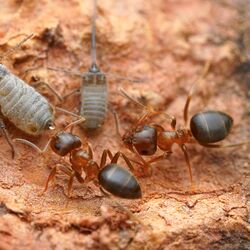 zu sehen sind zwei Braune Wegameisen zusammen mit zwei grauen Rindenläusen