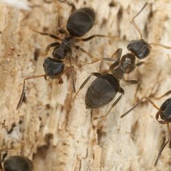 3 dunkle Ameisen auf einem Stück Holz