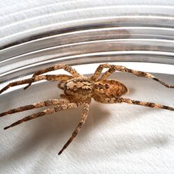 eine Spinne eingefangen mit einem Glas