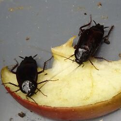 zwei Orientalische Schaben fressen an einem Stück Apfel