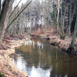 Flussansicht im Winter, mit kahlen Bäumen und das Gras ist gelb, braun.