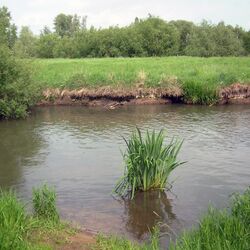 Ein brauner Fluss an dessen Ufer zu beiden Seiten eine Wiese ist