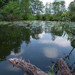 Blick auf die glatte Oberfläche der Spree mit Seerosenblättern und Bäumen am anderen Ufer