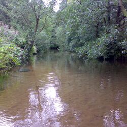 Ansicht eines Flusses mit braunem Wasser und hoher, dichten Büschen am Ufer.