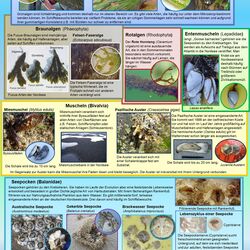 Bewuchsformen im Salzwasser