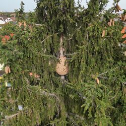 Asiatische Hornisse: Sekundärnest im Baum