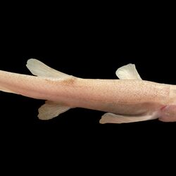 Eine Nahaufnahme eines Höhlenfisches im Grundwasser.