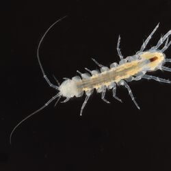 Eine Nahaufnahme einer Höhlenwasserassel im Grundwasser