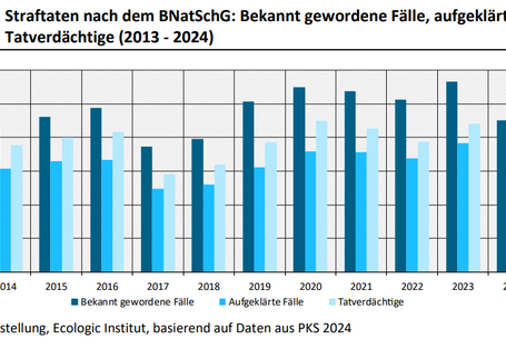 Dies ist ein Balkendiagramm. Die bekannt gewordenen Fälle von Straftaten nach dem BNatSchG stiegen zwischen 2013 und 2024 um 38 % an. Die aufgeklärten Fälle und die Tatverdächtigen stiegen zwischen 2013 und 2024 ebenfalls um 20 % bzw. 33 % an. Die Aufklärungsquote verschlechterte sich dabei fast kontinuierlich: von 75 % im Jahr 2013 auf 65 % im Jahr 2024.