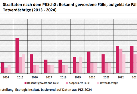 Dies ist ein Balkendiagramm. Die Zahl der bekannt gewordenen Fälle von Straftaten nach dem PflSchG schwankte im Zeitraum 2013 - 2024 zwischen 4 und 13 Fällen pro Jahr. Die Aufklärungsquote betrug im selben Zeitraum zwischen 43 % und 90 %. 