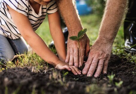 Eine Nahaufnahme zeigt zwei Paar Hände – die kleinen Hände eines Kindes und die faltigen Hände eines älteren Menschen –, die gemeinsam einen kleinen Setzling in dunkle, lockere Erde pflanzen.
