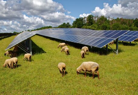 Freiflächen-Photovoltaikanlage auf einer Wiese, auf der Schafe weiden