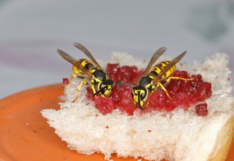 Wespen auf einem Marmeladenbrot