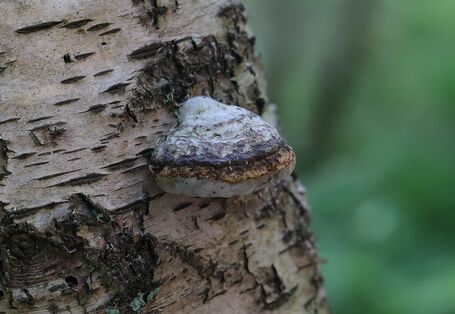 Fruchtkörper eines Zunderschwamms an einem Baum