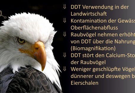 Ereigniskette zur Entwicklung eines durch DDT-Verwendung verursachten Populationsrückganges der Weißkopfseeadler