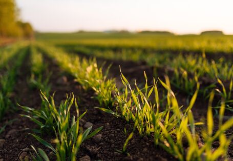 Feld mit ersten Pflanzen, viel unbewachsene Flächen