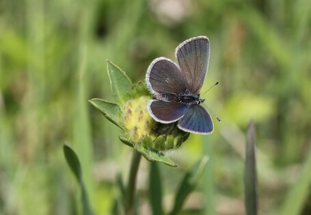 blauer Schmetterling auf einer gelben Blüte einer Wiese