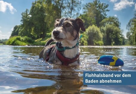 Photo of a dog swimming with a toy in the water, with the text: Remove the flea collar before swimming
