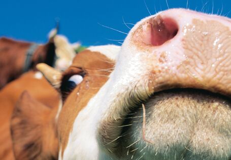 Nahaufnahme von einem Kuhkopf und im Hintergrund weitere Kühe auf der Weide