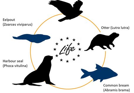 Analysed apex predator and prey species in LIFE APEX