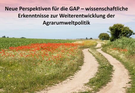 Das Bild zeigt ein Maisfeld mit einem blühenden Feldrandstreifen, sowie einen Feldweg, an dessen Rand Sträucher und Bäume wachsen