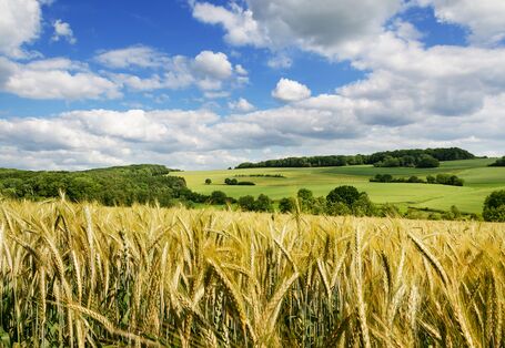 Getreidefeld mit Wald im Hintergrund
