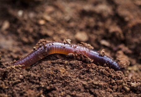 Regenwurm in feuchtem Boden.