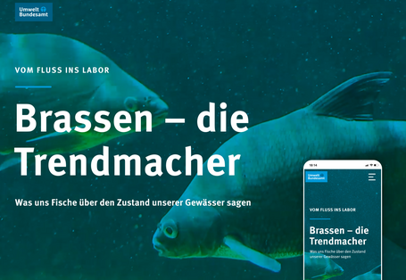 Die Umweltprobenbank sammelt und archiviert Brassen, um sie auf Schadstoffe zu untersuchen.