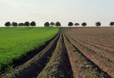 Acker neben Wiese mit Bäumen im Hintergrund
