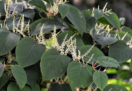 Pflanze mit runden Blättern und weißen länglichen Blüten