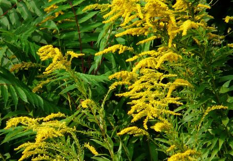 Grüne Pflanze mit gelben Blüten