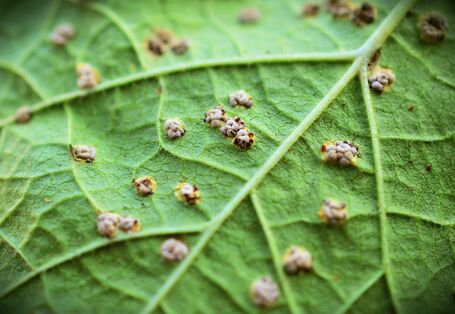 Nahaufnahme einer Blattunterseite mit Malvenrost befallen